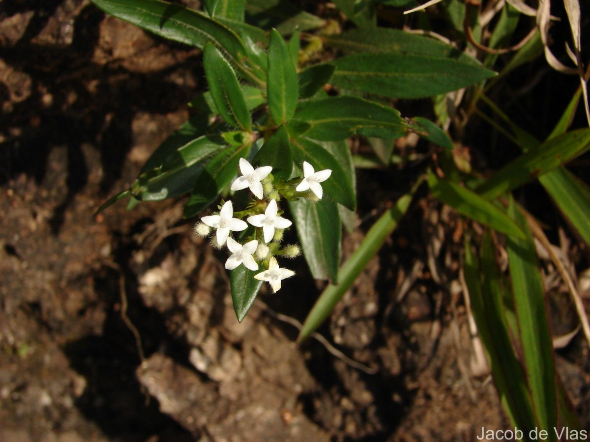 Knoxia spicata (Thwaites ex Trimen) Ridsdale